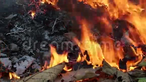 燃烧的叶子干燥视频的预览图