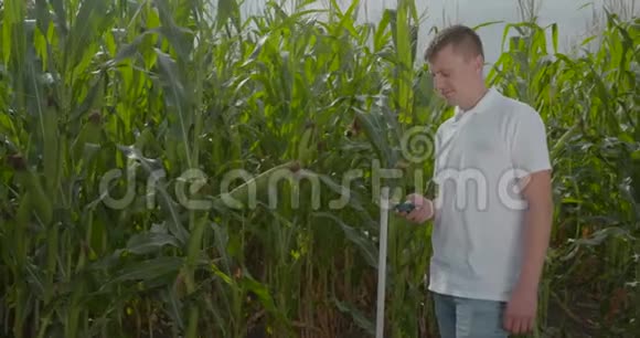 生物学家或农艺师测量玉米地的大小视频的预览图