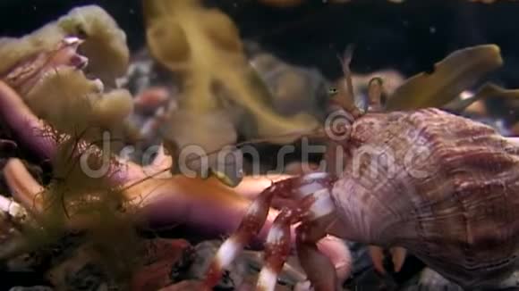 在白海海底寻找食物的巨蟹隐士和海星视频的预览图