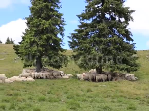 在山上放羊视频的预览图
