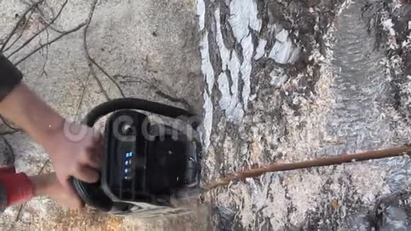 公手拿着一把电锯锯断了一棵桦树的树干视频的预览图