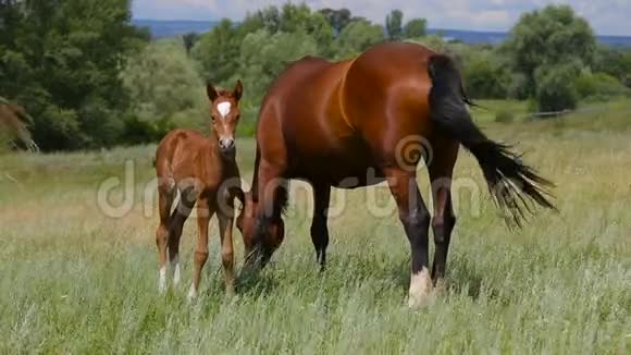 一匹马和一匹马在牧场上吃草视频的预览图