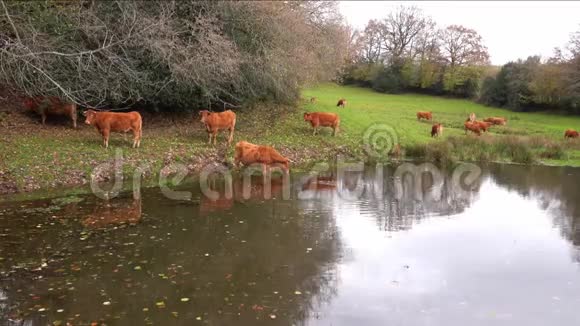 草地上山坡上的红牛视频的预览图