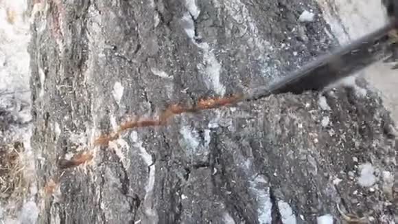 电锯的刀刃在树干特写上平切视频的预览图