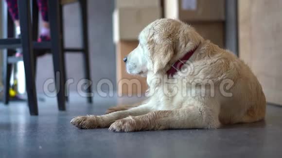 动物友好咖啡馆狗正在咖啡馆里休息等待主人的到来视频的预览图