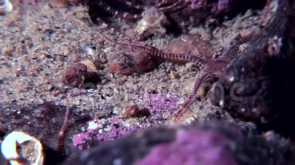 海星蛇尾的棘皮动物在白海海底接近水下视频的预览图