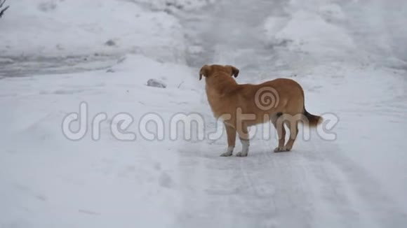 英俊的狗在冬天的晚上走开了3狗在户外的雪地里跑开了视频的预览图