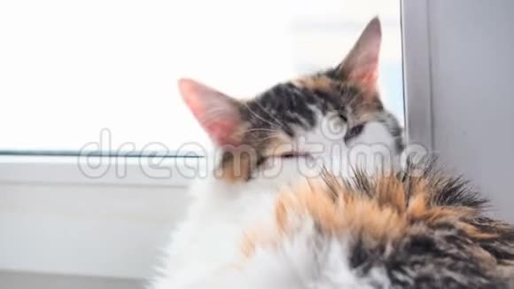 加州猫牌羊毛三色猫在窗台上洗近景阳光透过窗户视频的预览图