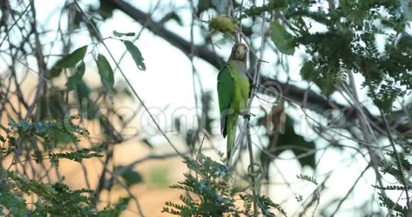 哥斯达黎加AmazonaFutalalis红耳鹦鹉4K视频的预览图