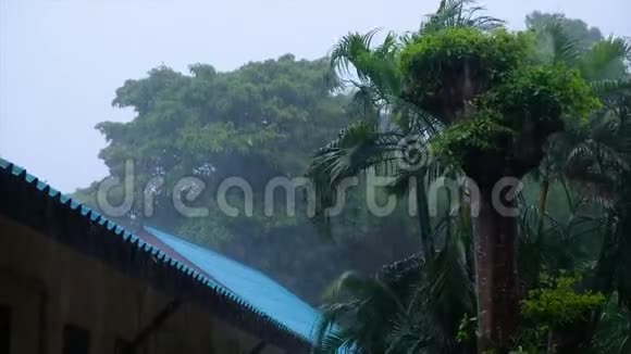 季风季节典型的热带风暴中棕榈树上下着大雨和猛烈的风气候变化概念4k视频的预览图