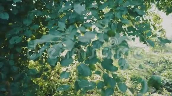 美丽的苹果树花园视频的预览图