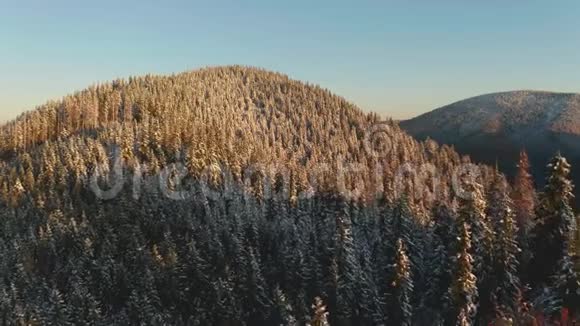 空中飞行飞越多雾的秋色彩林视频的预览图
