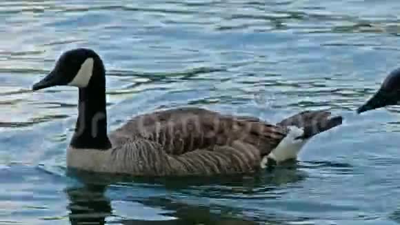 加拿大鹅在一个小池塘里游泳视频的预览图