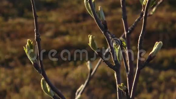 春天苔原里的桦树视频的预览图