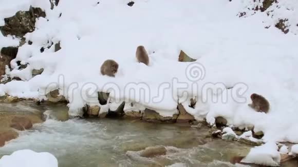 温泉附近的日本猕猴或雪猴视频的预览图