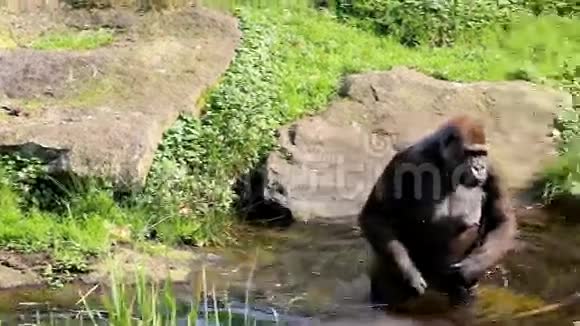 大猩猩跑到水里去找食物视频的预览图