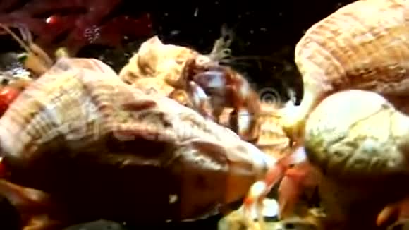 癌症家族寄居蟹在水下寻找白海的食物视频的预览图