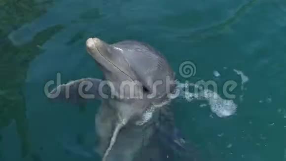 快乐的海豚在玩蓝色的水视频的预览图
