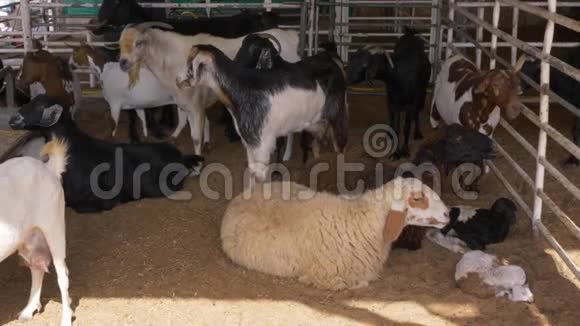 山羊和羊躺着沿着谷仓走视频的预览图