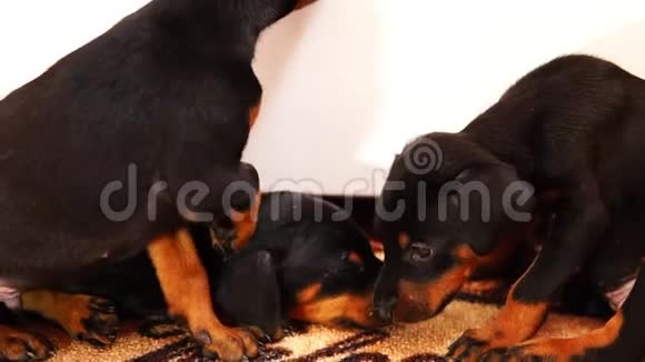 可爱的小狗一起玩小狗品种杜伯曼相互咬视频的预览图