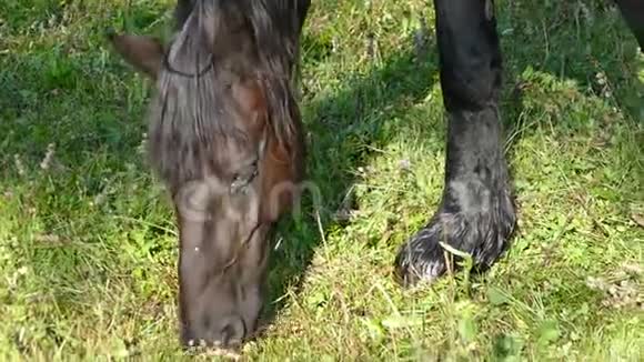 黑马吃青草视频的预览图