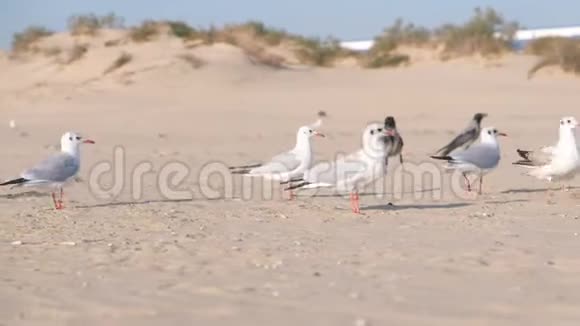 鸟儿乌鸦和海鸥在沙滩上吃面包视频的预览图