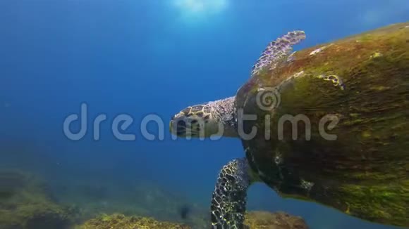 海龟绿龟特写老乌龟在游泳平静优雅的海洋生物视频的预览图