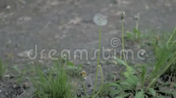 蒲公英花籽的特写视频的预览图