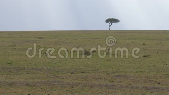 一群猫鼬正在非洲大草原的平原上寻找食物视频的预览图