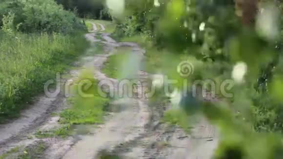 土路穿过白桦林视频的预览图
