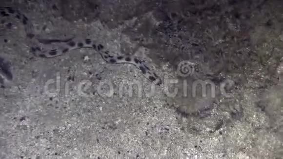 发现了一条蛇艾儿米里希思蒂格里努塞尔在夜间打猎视频的预览图