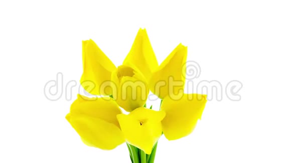 盛开的黄色郁金香花束视频的预览图