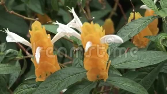 加拉帕戈斯群岛自然公园森林的橙色花卉植物视频的预览图