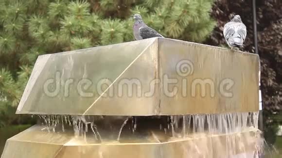 喷泉上的鸽子视频的预览图