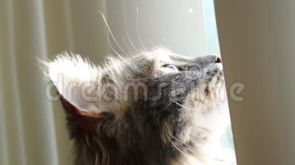 猫手表在窗外视频的预览图