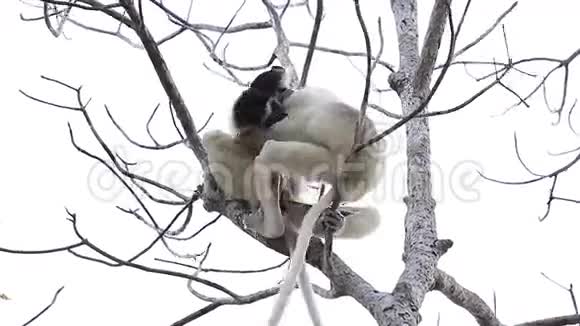 两个西法卡狐猴视频的预览图