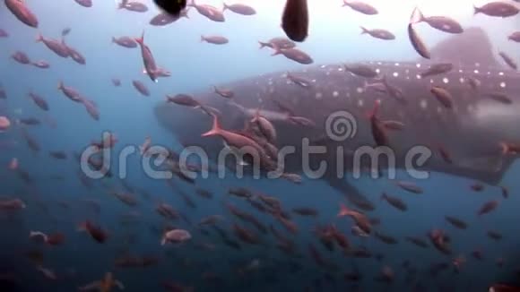 鲸鲨宏观视频特写在加拉帕戈斯水下视频的预览图