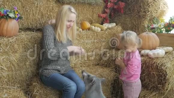 一个女人和她的小女儿坐在干草上用新鲜的蔬菜喂一只小猪视频的预览图