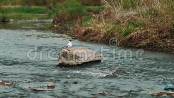 小燕鸥白燕鸥从一条山河上起飞缓缓移动视频的预览图