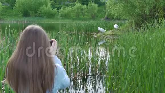 女孩用一部智能手机在河岸拍摄了一段天鹅和野鸭的视频视频的预览图