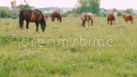 背景模糊一群野马在绿色草地上放牧视频的预览图