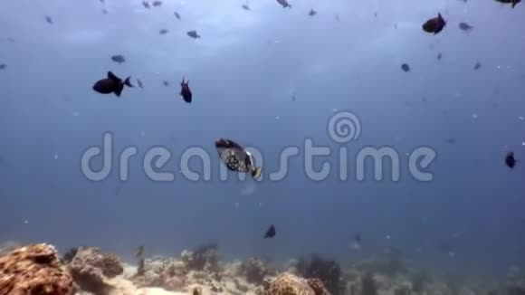 马尔代夫有斑点腹独角兽鱼的三角鱼黑色视频的预览图
