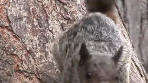 红松鼠在加拉帕戈斯群岛上啃坚果视频的预览图