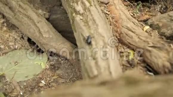 甲虫在木头上爬行视频的预览图