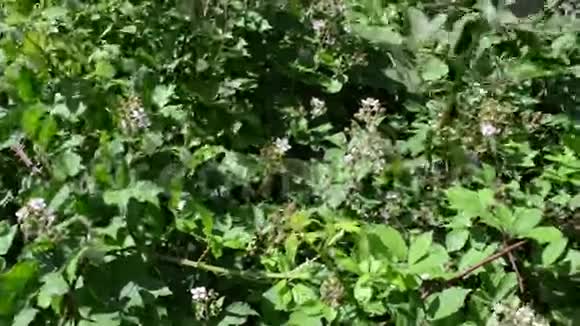 盛开的黑莓灌木视频的预览图