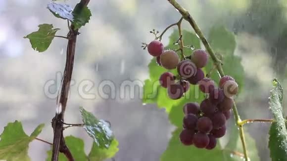 雨中的一束葡萄视频的预览图