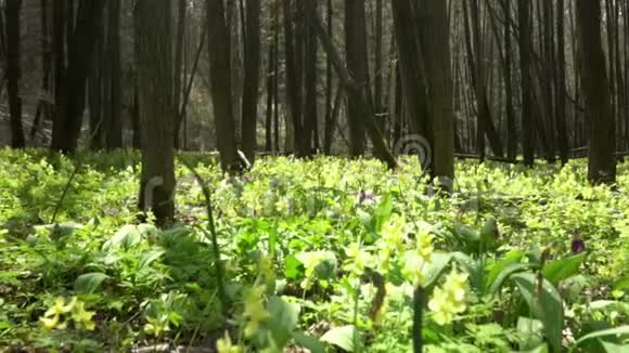 美丽的森林花朵春天的木头美丽的森林花朵春天的木头120英尺视频的预览图