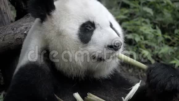 熊猫专注于吃竹子视频的预览图