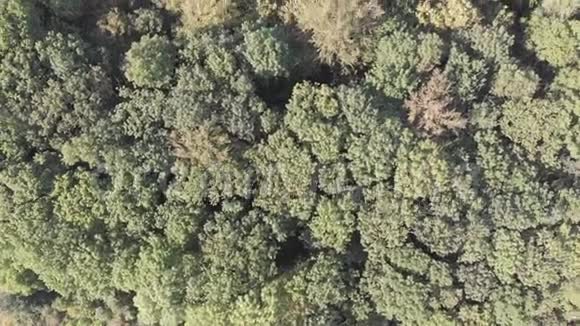 树木森林草地和灌丛的景观视频的预览图