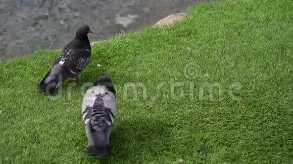 一群鸽子走来走去摇着头啄着地面寻找食物视频的预览图
